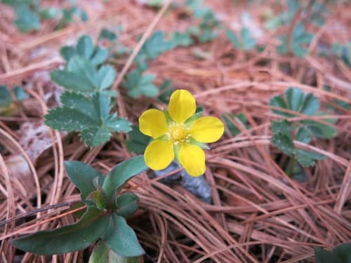 Dwarf Cinquefoil reference