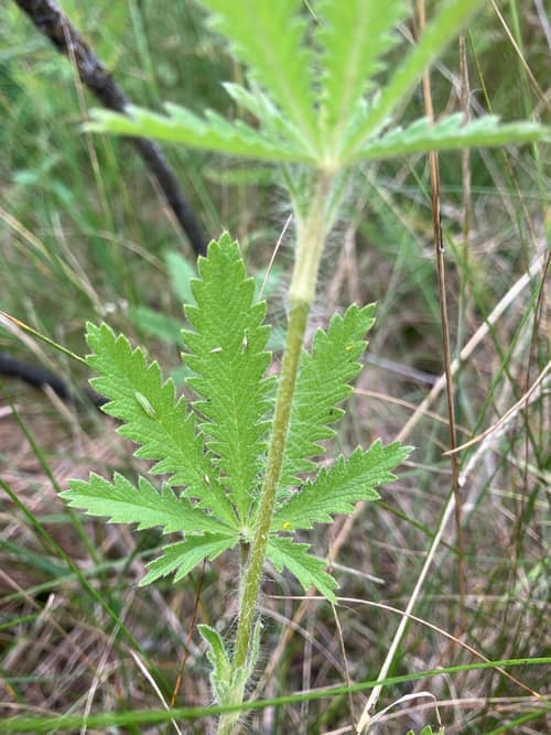 Rough-Fruited Cinquefoil reference