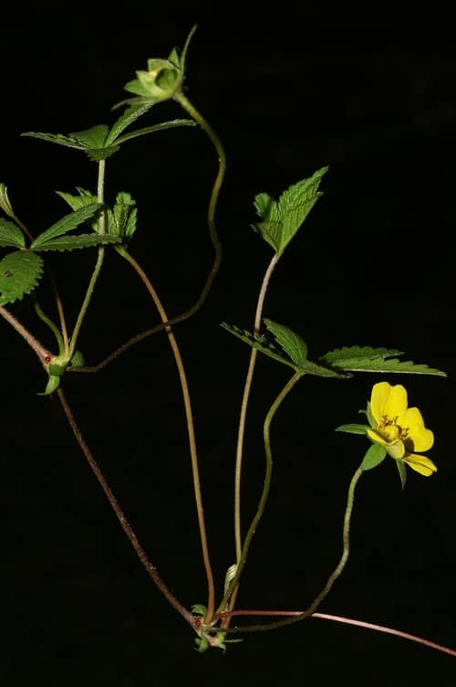 Creeping Cinquefoil reference