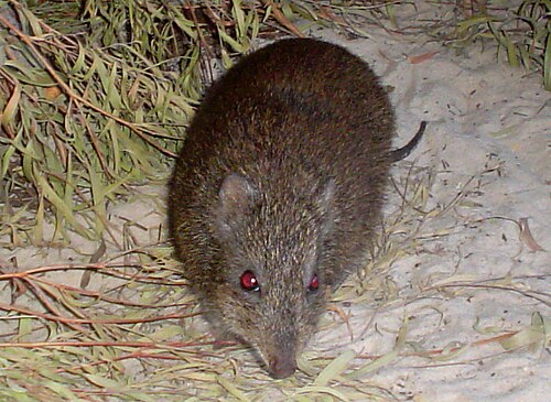 Gilbert's Potoroo reference