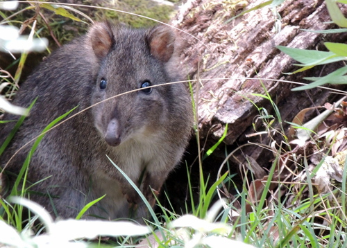 Long-nosed Potoroo reference