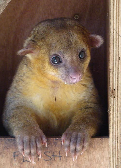 Kinkajou reference