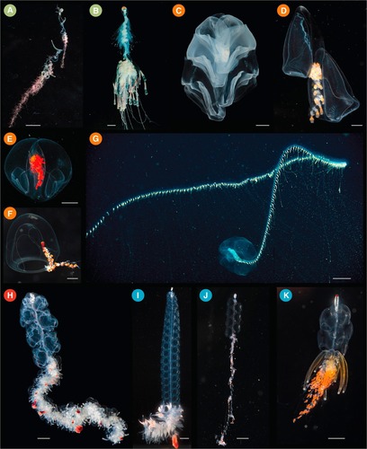 Giant Siphonophore reference