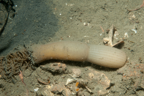 Cactus Worm reference