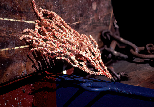 Gorgonian Sea Fan reference