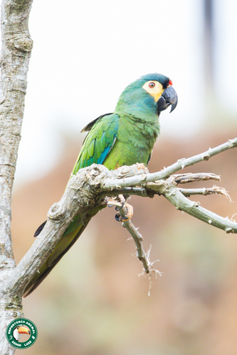 Illiger's Macaw reference