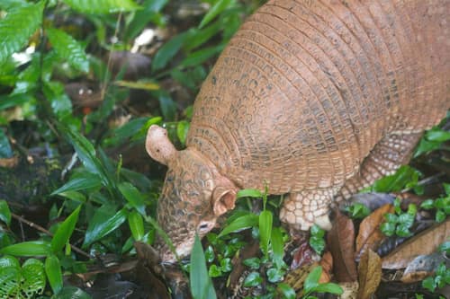 Giant Armadillo reference