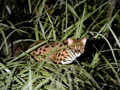 Sunda Leopard Cat reference