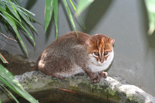 Flat-headed Cat reference