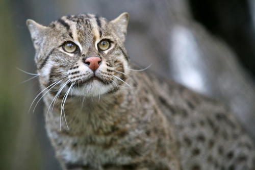 Fishing Cat reference