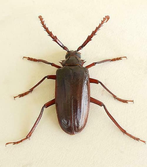 California Root Borer reference