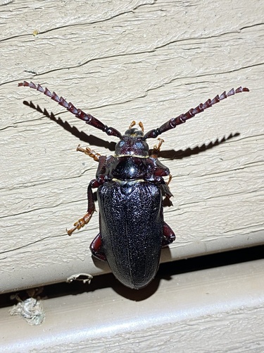 Broad-necked Root Borer reference
