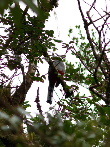 Hispaniolan Trogon reference