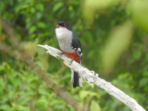 Cuban Trogon reference