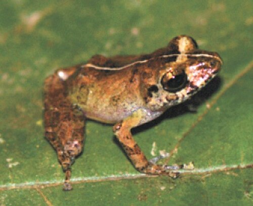 Marbled Rain Frog reference