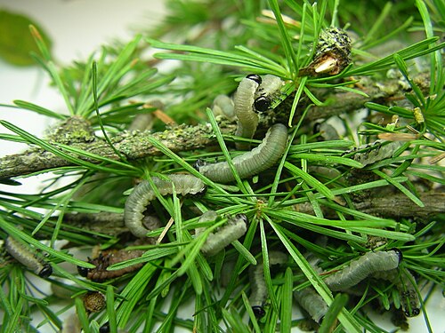 Larch Sawfly reference