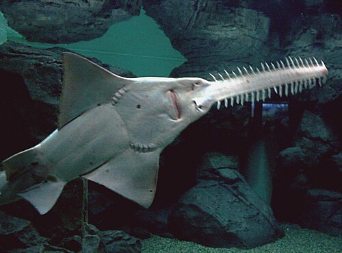 Largetooth Sawfish reference