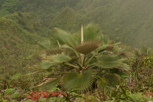 Koolau Loulu reference
