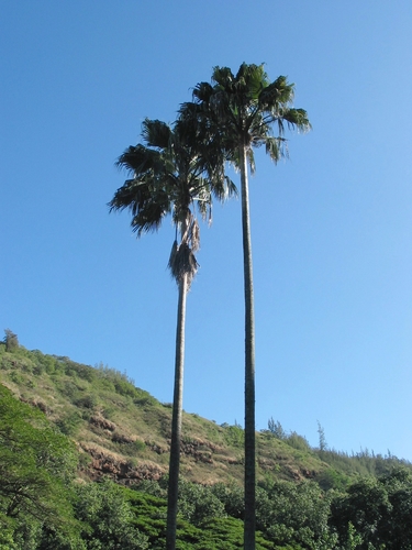 Hawaiian Fan Palm reference
