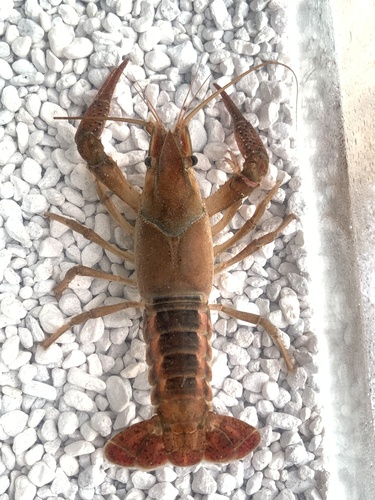 White River Crayfish reference