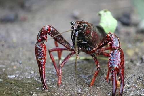 Red Swamp Crayfish reference