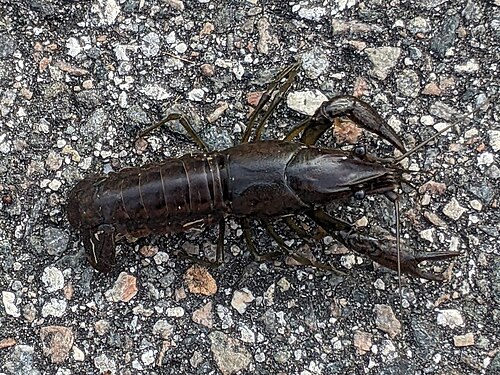 Slough Crayfish reference