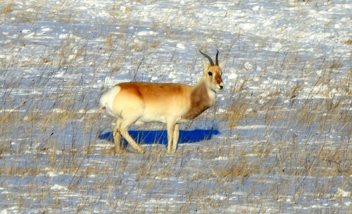 Mongolian Gazelle reference