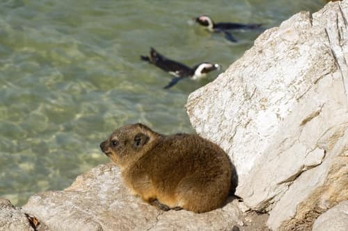 Rock Hyrax reference