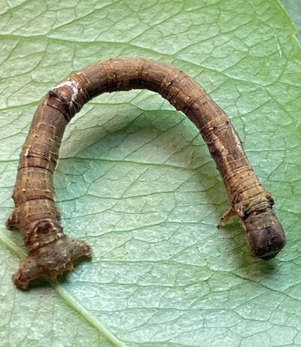 Large Maple Spanworm Moth reference