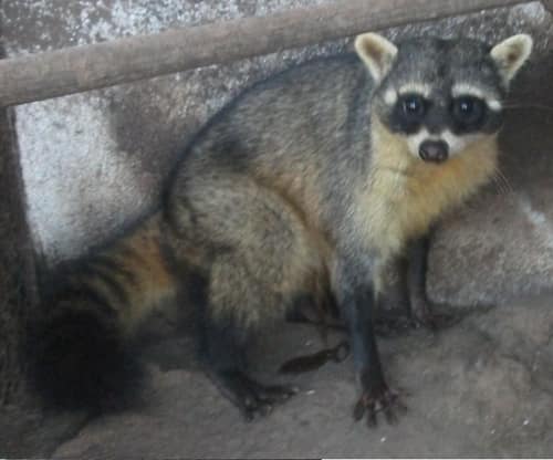 Crab-eating Raccoon reference