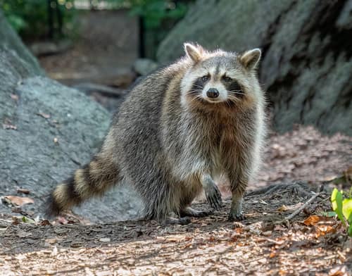 Raccoon reference