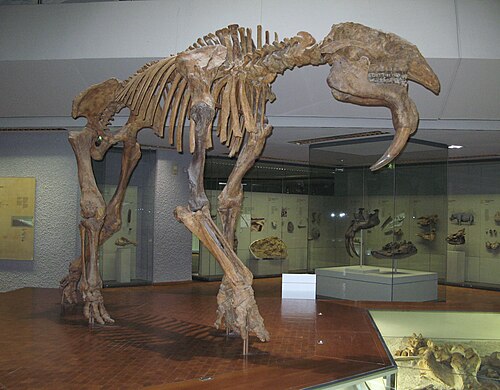 Small Deinothere reference