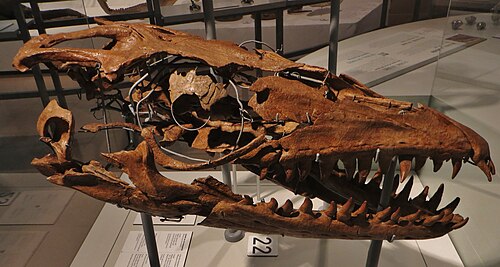 Prognathodon reference
