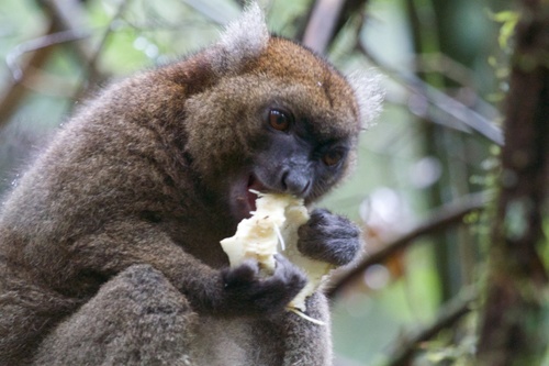 Greater Bamboo Lemur reference