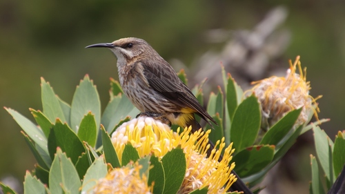 Cape Sugarbird reference