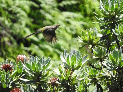 Gurney's Sugarbird reference