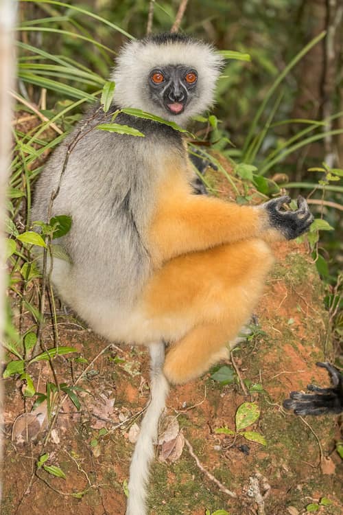 Diademed Sifaka reference