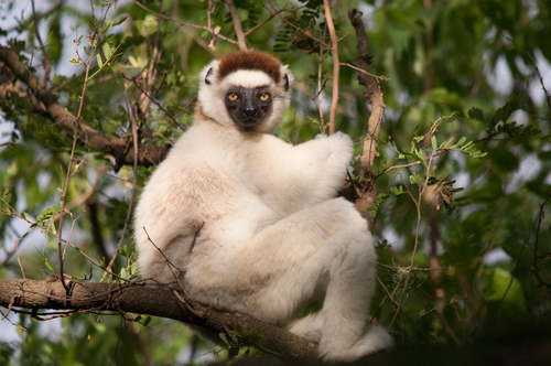 Verreaux's Sifaka reference