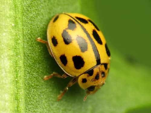 14-spot Ladybird reference