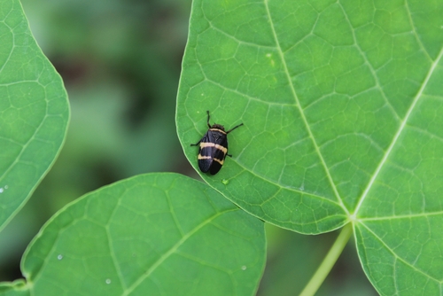 Central American Spittlebug reference