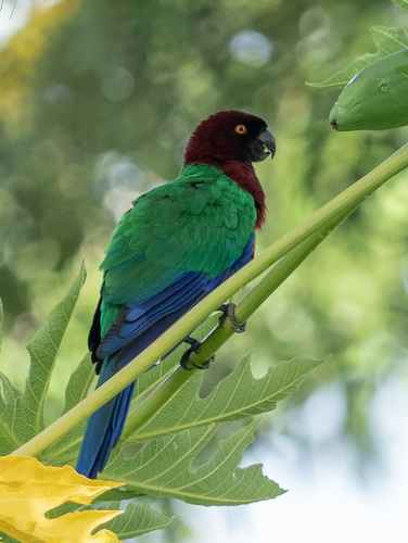 Red Shining-parrot reference