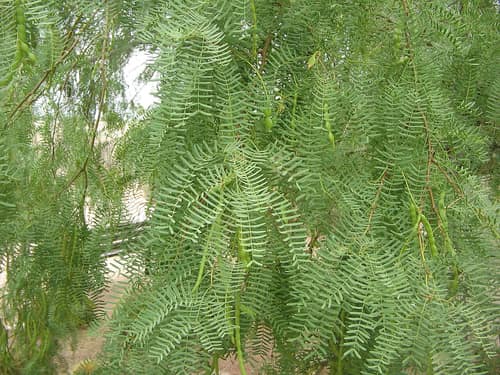 Honey Mesquite reference