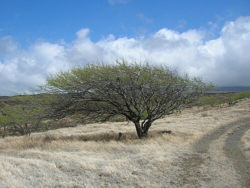 Mesquite reference