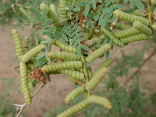 Screwbean Mesquite reference