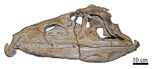 Proterosuchus reference
