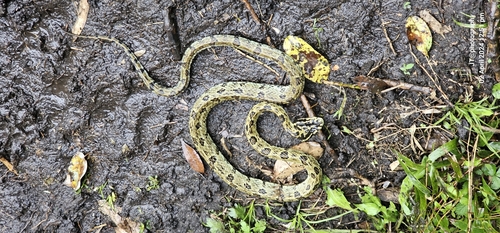 Jerdon's Pit Viper reference