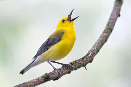 Prothonotary Warbler reference