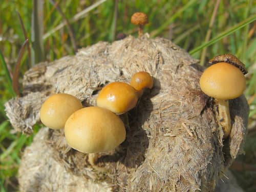 Dung Roundhead reference
