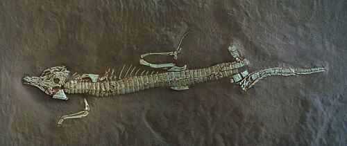 Richardson's Early Crocodile reference