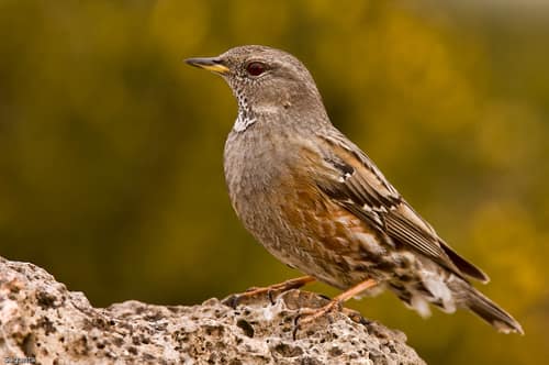 Alpine Accentor reference